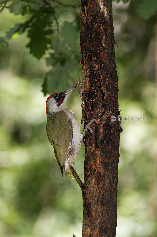 雄性欧洲绿啄木鸟(Picus viridis)